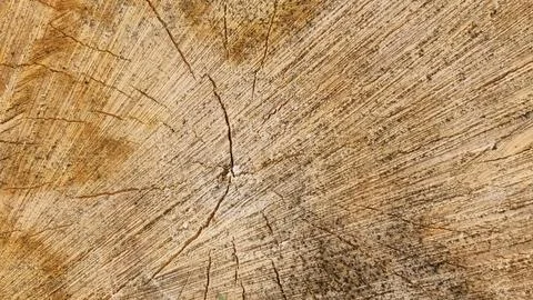 Close-up of tree trunk cross section with visible annual rings and cracks Stock Photos