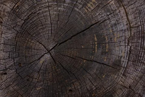 Close-up of tree trunk cross-section with dark textured rings and deep cracks Stock Photos