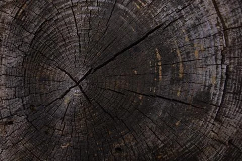 Close-up of tree trunk cross-section with dark textured rings and deep cracks Stock Photos