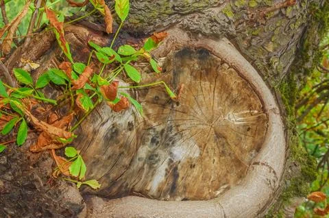 Close-up of a tree trunk cross-section with visible growth rings, moss, and.. Foto stock