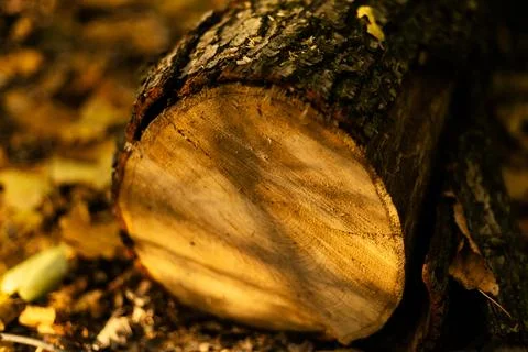 Close-up of tree trunk cross section showing annual growth rings Stock Photos