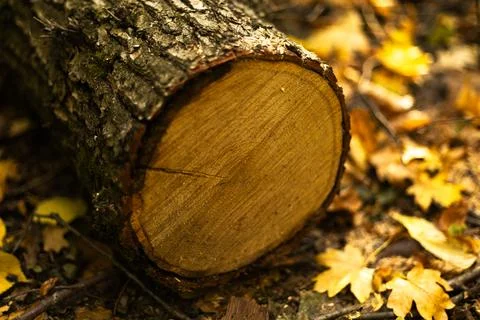 Close-up of tree trunk cross section showing annual growth rings Stock Photos