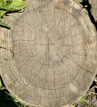 Close-Up of Tree Trunk Cross Section Showing Annual Growth Rings Stock Photos