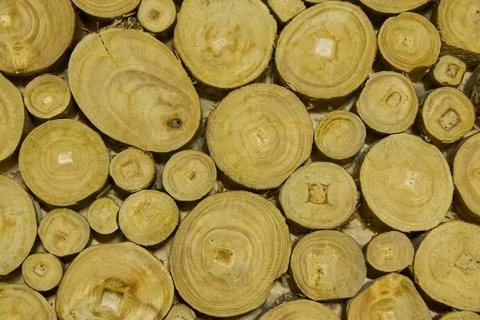 Close-Up of Tree Trunk Cross-Sections Stock Photos