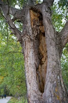 Close up of tree trunk damaged by thunder and lightning Stock Photos