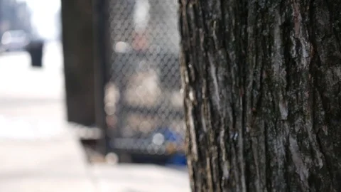 Close Up Tree Trunk In Daylight Stock Footage 122486538