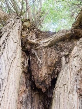 Up close tree trunk Dedham summer day special grassland greenery scene landsc Stock Photos
