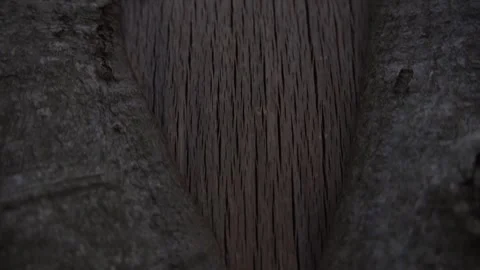 Close-Up of Tree Trunk with Deep Central Groove Stock Footage 289639855