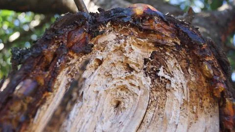 Close-Up of Tree Trunk with Exposed Rings Stock Photos