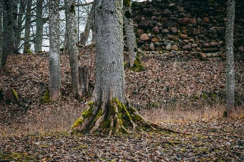 Close-up of a tree trunk with exposed roots covered in green moss Stock Photos