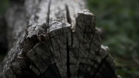 Close-up of a of a tree trunk, focus and unfocus details Stock Footage 82656796