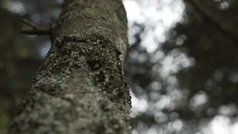 Close up on a tree trunk Stock Footage 131510923