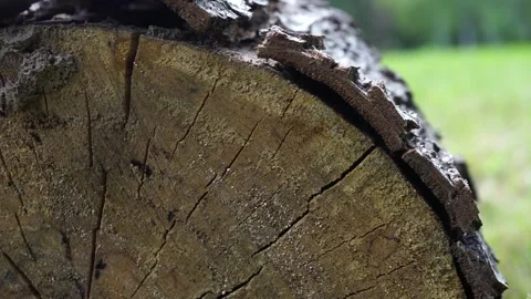 Close up of a tree trunk Stock Footage 249409870