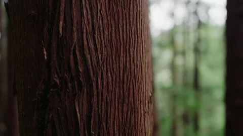 Close-Up of Tree Trunk in Forest with Blurred Background, Natural Scenery Stock Footage 344855735