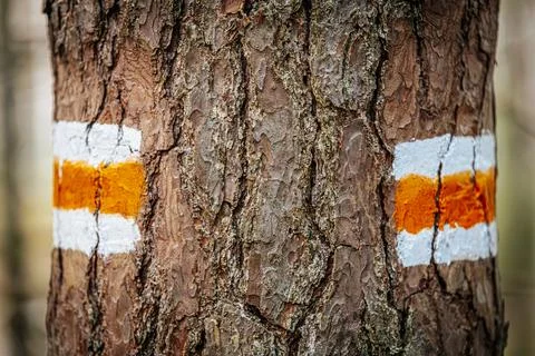 A close-up of a tree trunk in a forest displaying an orange Stock Photos