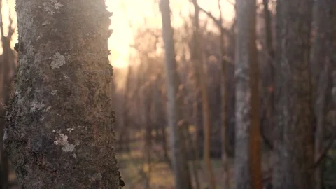 A close up of a tree trunk in a forest Stock Footage 236852410