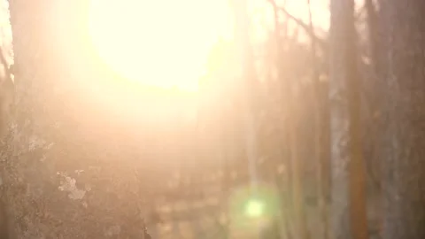 A close up of a tree trunk in a forest Stock Footage 236852423