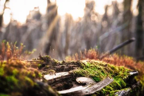 Close up of a tree trunk in the forest which is covered with moss Foto stock