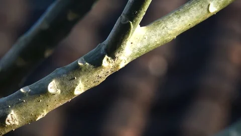 Close up tree trunk of  Frangipani flower Stock Footage 334938065