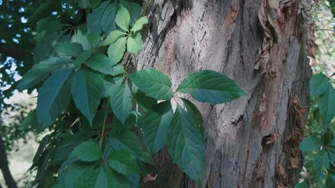 A close-up of a tree trunk with green leaves and vines climbing its surface. Vidéo 295631152