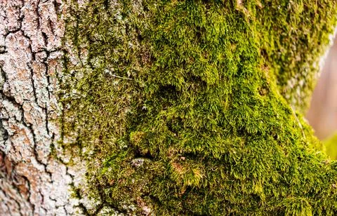 Close-up tree trunk with green moss Stock Photos