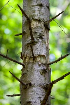 Close-up tree trunk growing in the forest, blur bokeh background Stock Photos