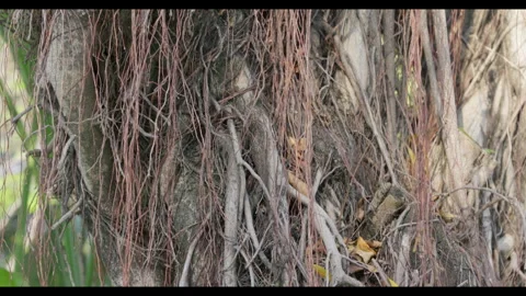 Close-up of Tree Trunk with Hanging Roots and Dry Leaves Stock Footage 330951642