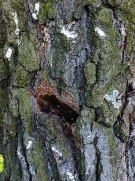 A close up of a tree trunk with a hole in it Stock Photos