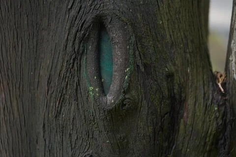 Close-up of a tree trunk with a hole in the middle. The texture of the bark of a Stock Photos