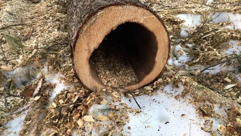 Close up of tree trunk hollowed out by parasite bugs killing forests Stock Footage 85869170