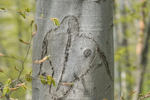Close-up of tree trunk with humanoid shape bark pattern, featuring eyes, nose 写真素材