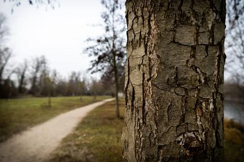 A close-up of a tree trunk with intricate bark texture stands in sharp focus, Stock Photos