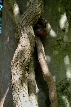 Close-up of tree trunk knot in serene forest setting with brown and green t.. Stock Photos