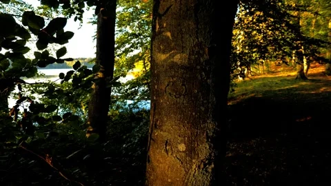 Close-Up Tree Trunk at Lake Shore in Golden Late Summer Light Video stock 346766908