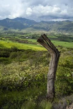 Close up of tree trunk with landscape background in loja ecuador Stock Photos