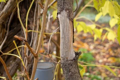 Close up of a tree trunk with a large area of damaged bark and exposed wood Fotos Stock