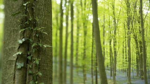 Close-up tree trunk with lian Stock Footage 96404223
