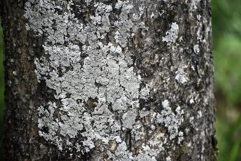Close-up of a tree trunk with lichen and moss Stock Photos