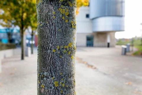 Close up of a tree trunk with lichen growing on its bark on a Autumn day outs Stock Photos