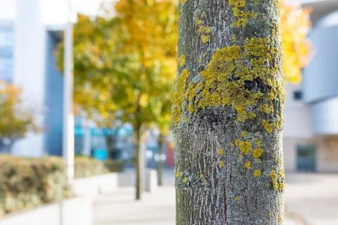 Close up of a tree trunk with lichen growing on its bark on a Autumn day outs Stock Photos