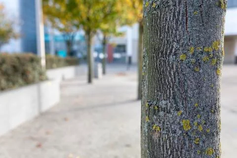 Close up of a tree trunk with lichen growing on its bark on a Autumn day Stock Photos