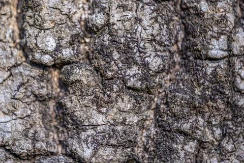 A close up of a tree trunk with a lot of texture 스톡 사진