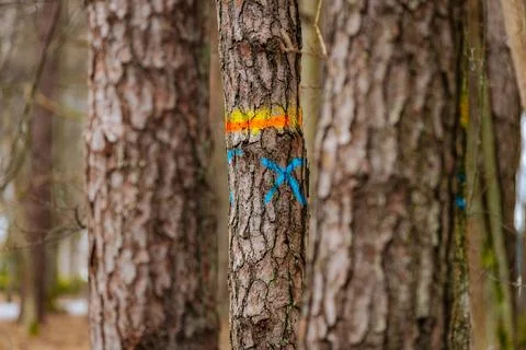A close-up of a tree trunk marked with a blue X and vibrant orange and yellow Stock Photos