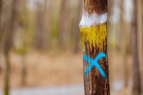 A close-up of a tree trunk marked with a blue X and vibrant orange and yellow Stock Photos
