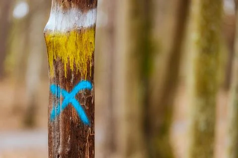 A close-up of a tree trunk marked with a blue X and vibrant orange and yellow Stock Photos