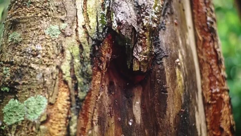 Close-up of Tree Trunk with Moss and Sap Vidéo 308781599