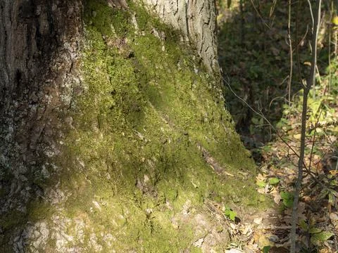 Close-up of a tree trunk with moss on the bark in the morning sun Stock Photos