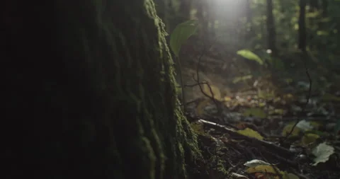 A close up of a tree trunk with moss in a forest Video stock 230612697