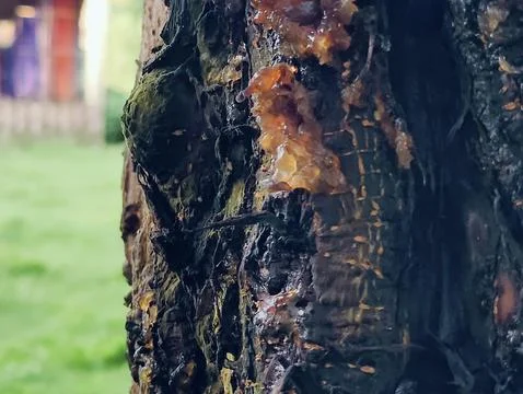 Close-Up of Tree Trunk with nature elements and Detailed Bark Texture Foto stock