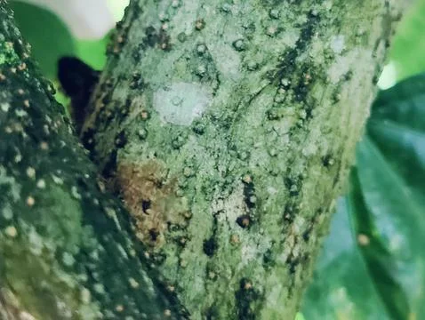 Close-Up of Tree Trunk with nature elements and Detailed Bark Texture Foto stock